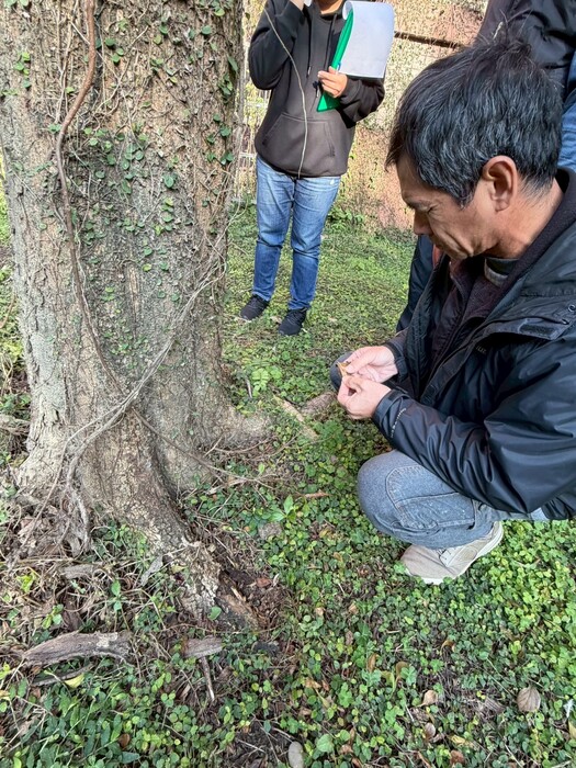樹保專家為全校樹木做身體健康檢查1150109